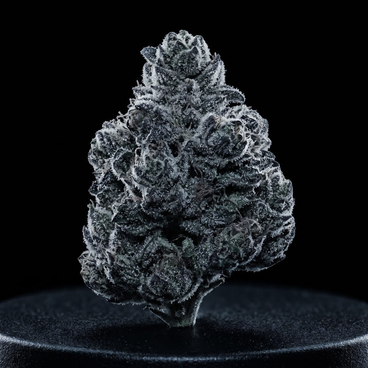 Frosty cannabis flower on a dark studio surface